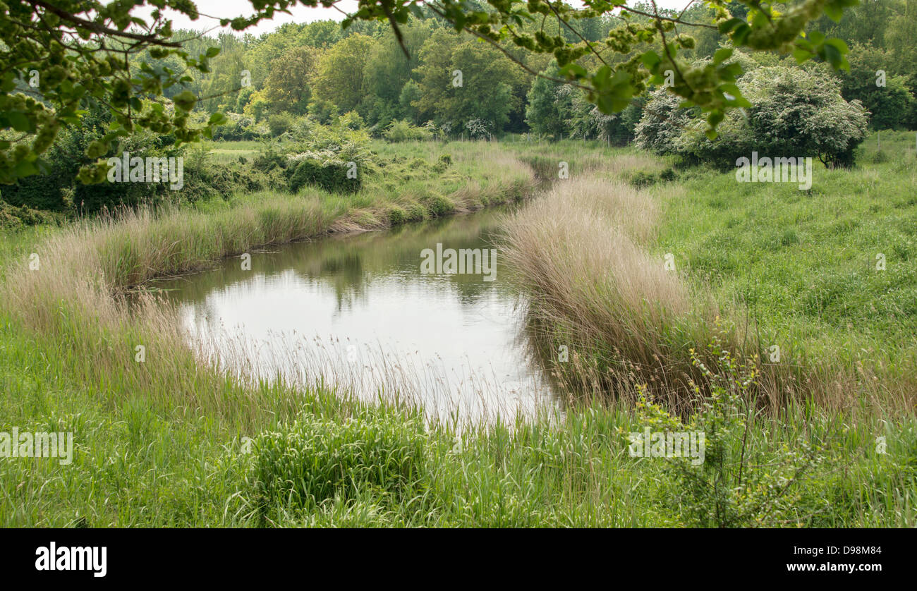 dutch nature area calle naturepark lelystad Stock Photo