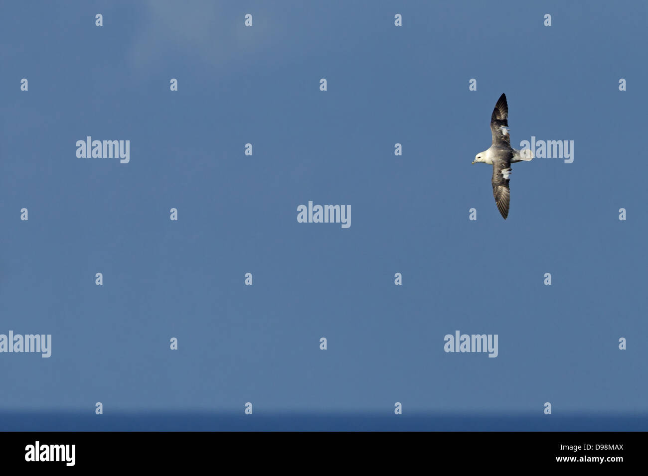 Northern Fulmar, Fulmar, Fulmarus glacialis, Fulmar boréal, Eissturmvogel Stock Photo