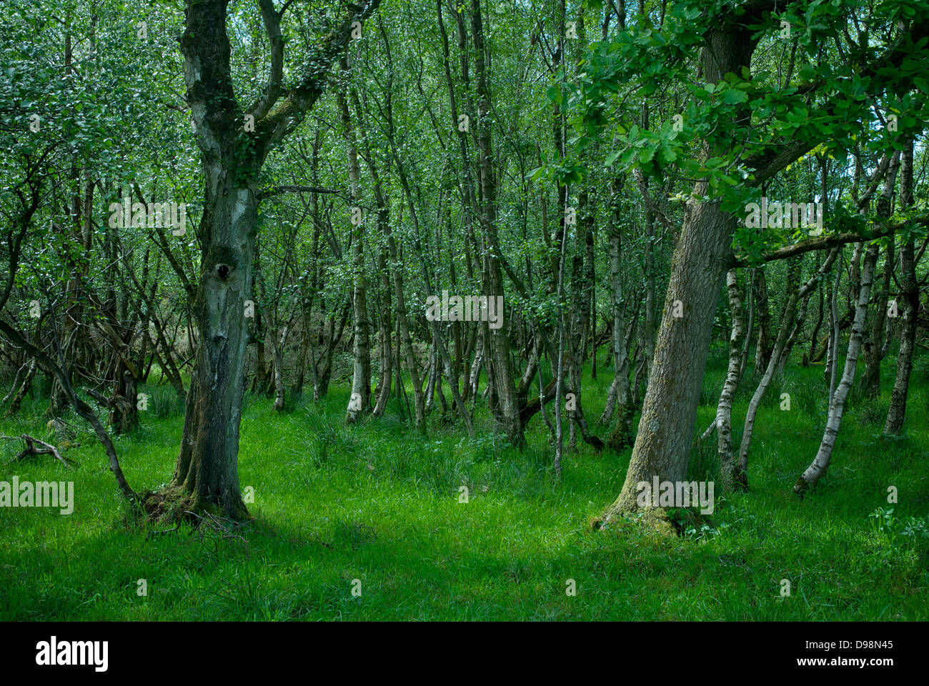 Drumburgh reserve hi-res stock photography and images - Alamy