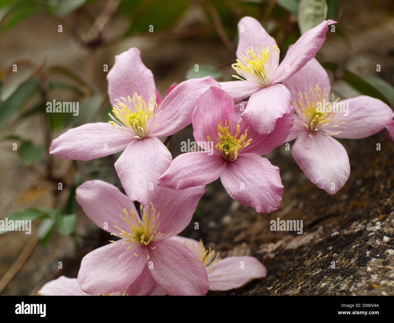 Pink Clematis flowers in bloom, closeup Stock Photo Alamy