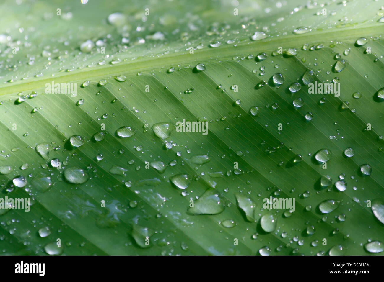 Fresh green leaf water drops hi-res stock photography and images - Alamy