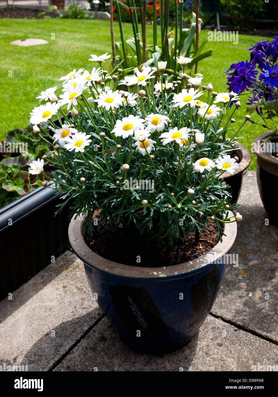 Margarita flowers hires stock photography and images Alamy