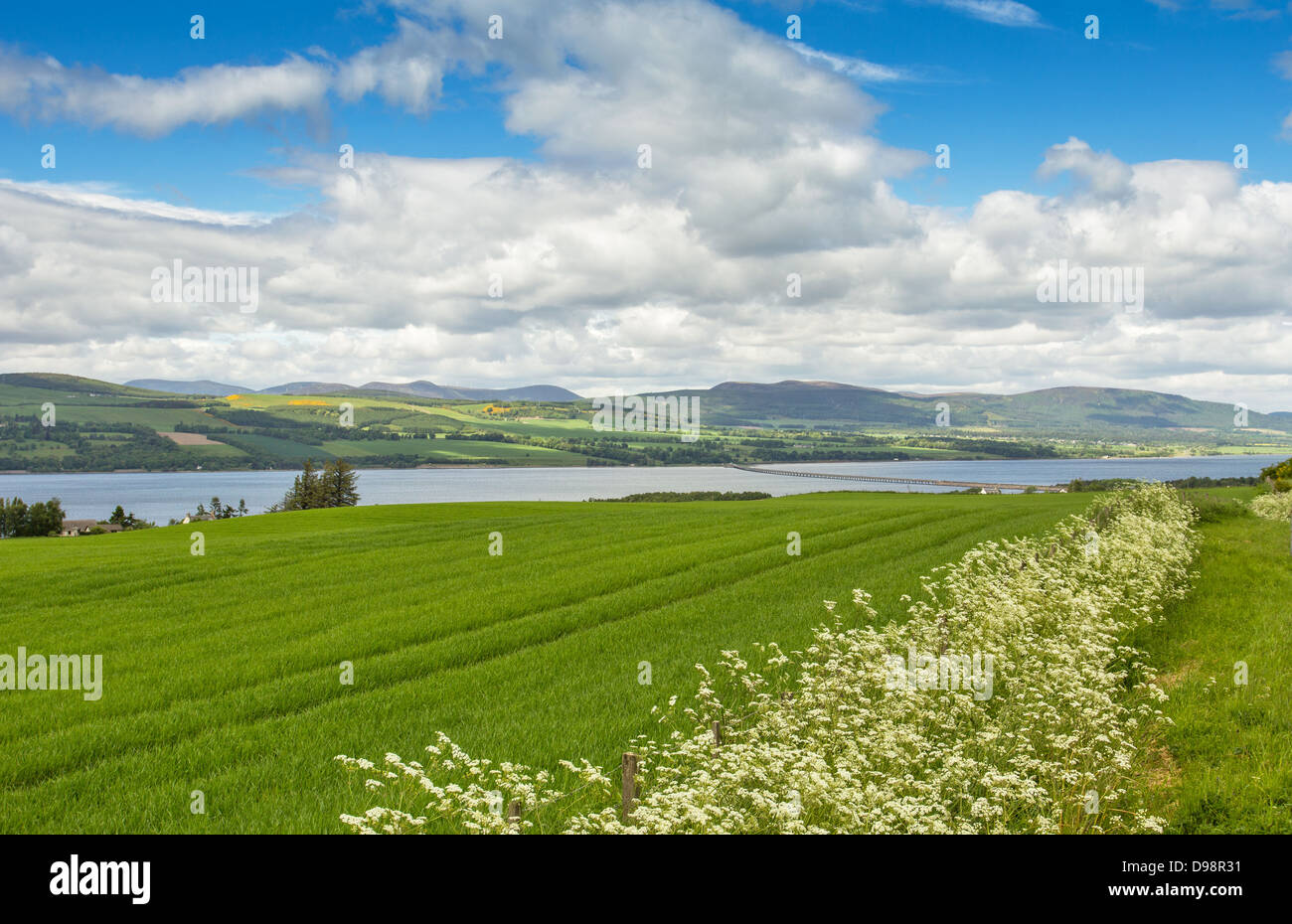 CROMARTY FIRTH AND BRIDGE WITH A BANK OF HEDGE PARSLEY IN SPRING Stock Photo