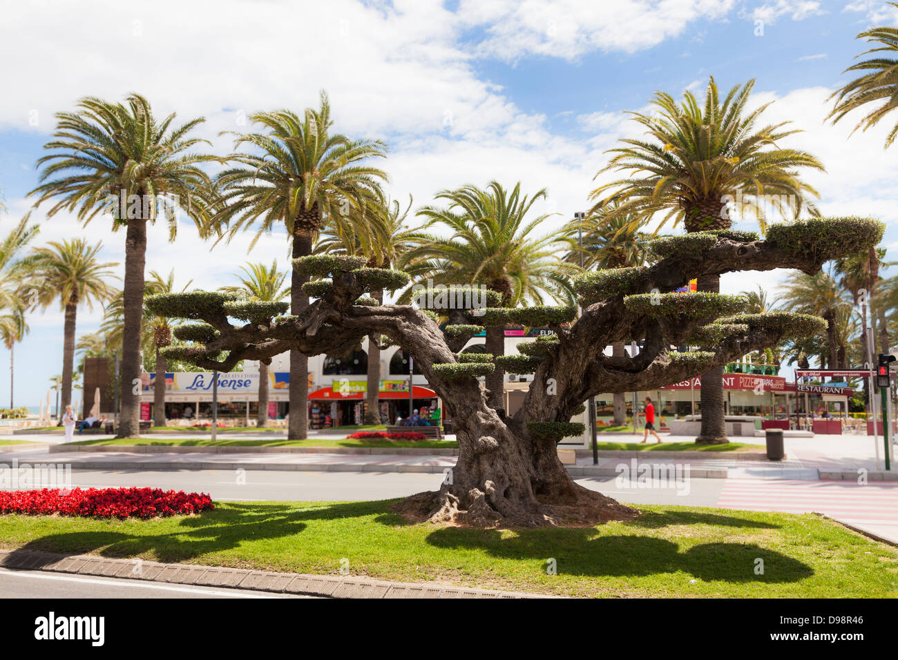 topiary tree on the promenade at Salou Stock Photo