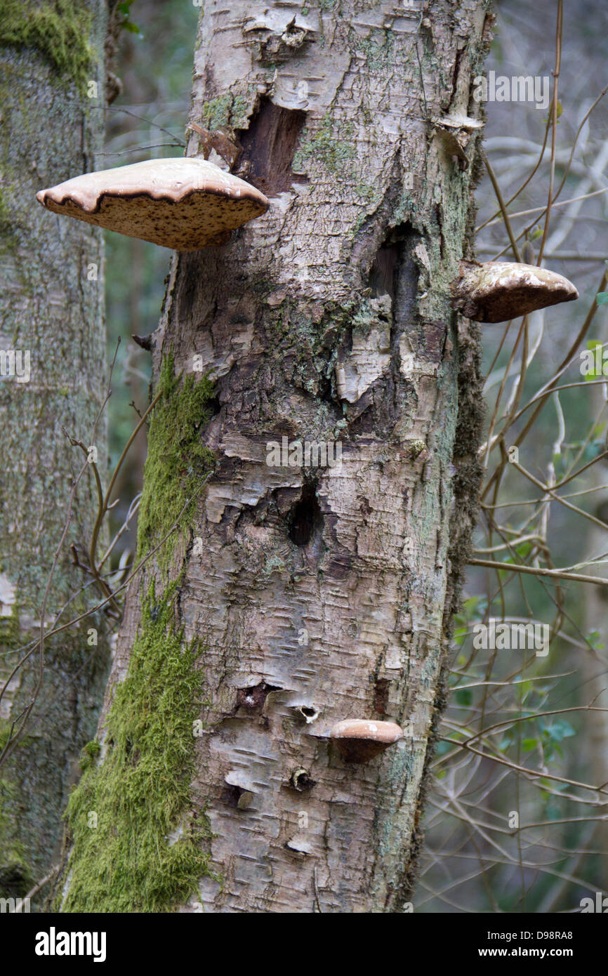 Birch polypore (Piptoporus betulinus,) Stock Photo