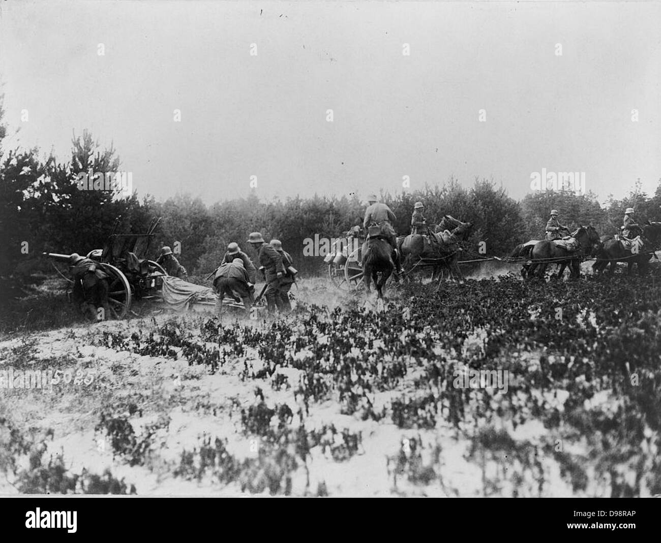 World War I 1914-1918: German artillery unit setting up a field gun under cover of a hedge. Team of horses and tender being moved away. Stock Photo