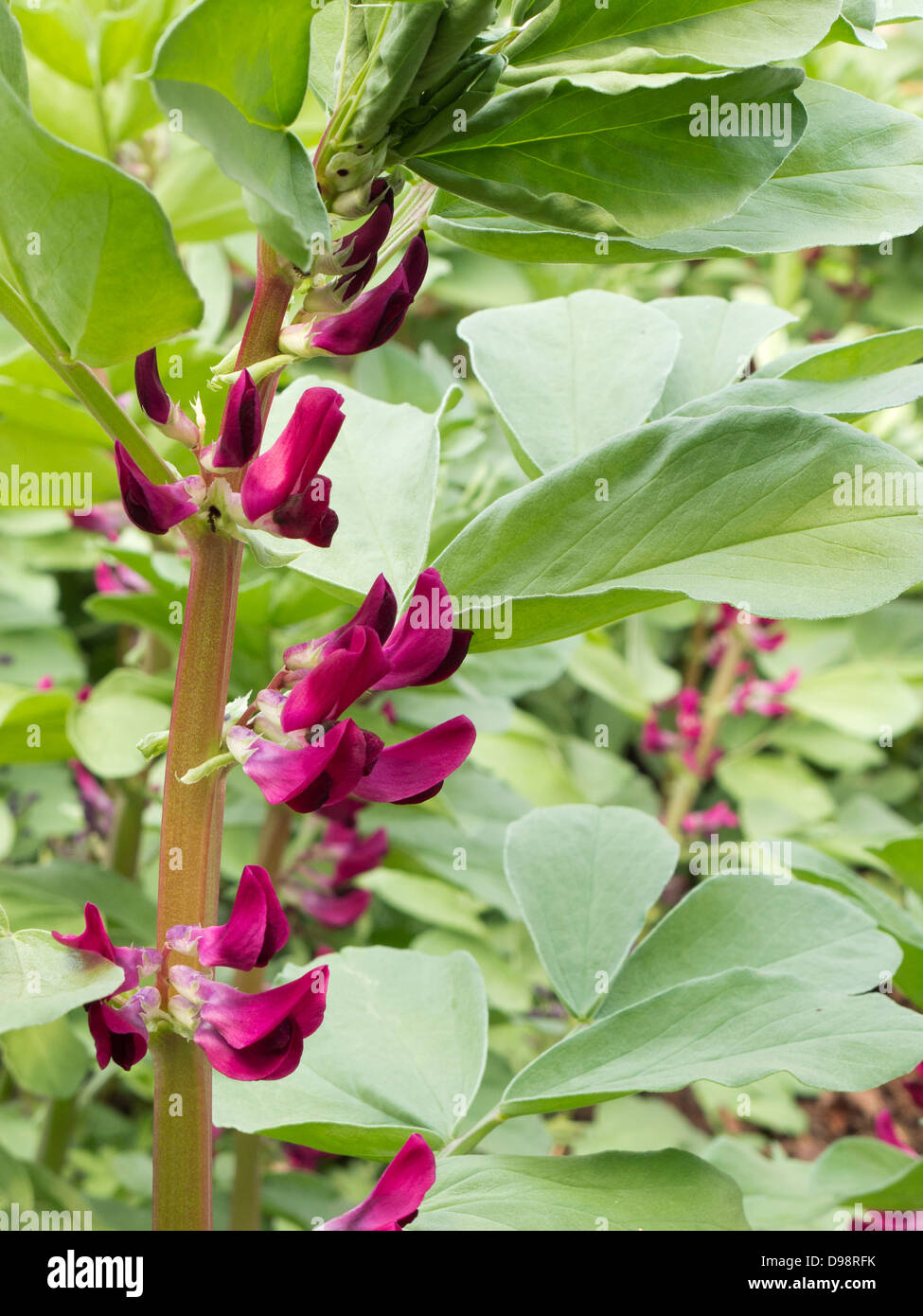 Bean Plant Stock Photos & Bean Plant Stock Images Alamy