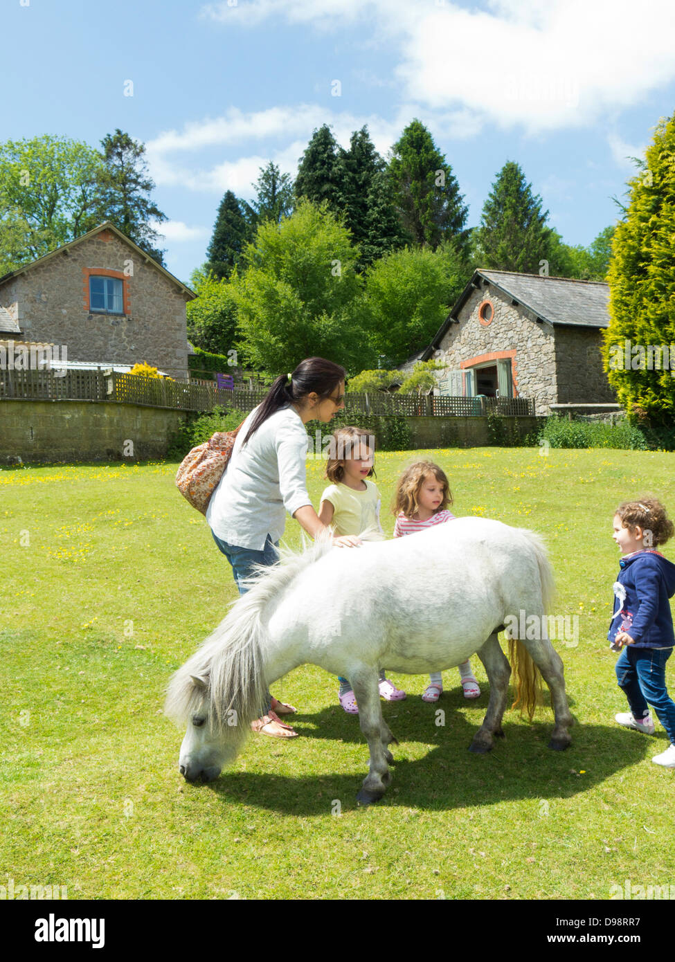 miniature pony centre dartmoor devon Stock Photo Alamy