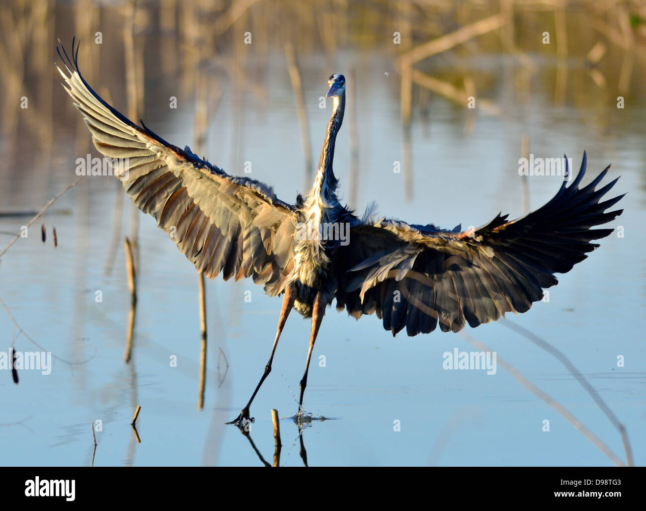 A Great Blue Heron (Ardea herodias) landing in water. Lake Houston