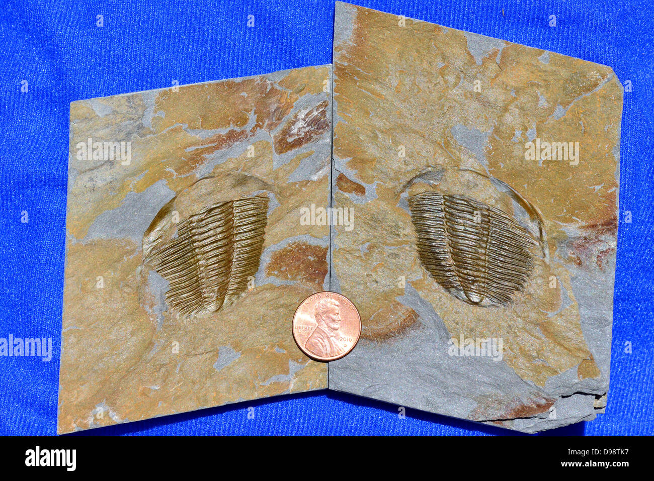 Cast mold trilobite fossil hires stock photography and images Alamy