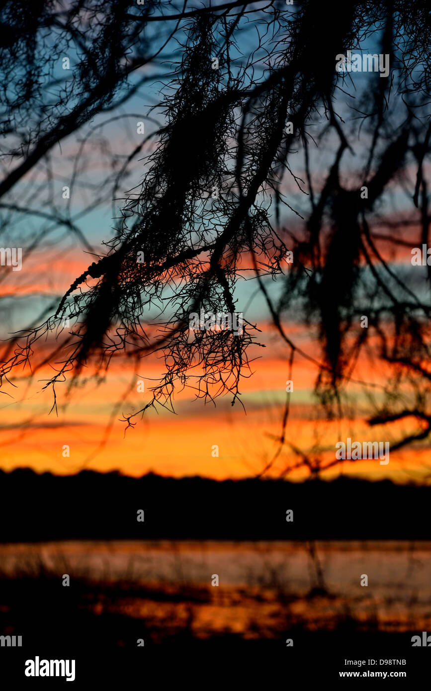 Spanish moss silhouette hires stock photography and images Alamy