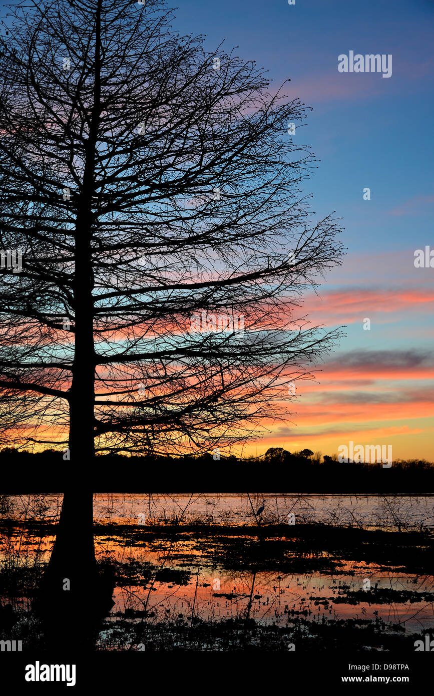 A cypress tree standing by lake shore. Lake Houston, Texas, USA. Stock Photo