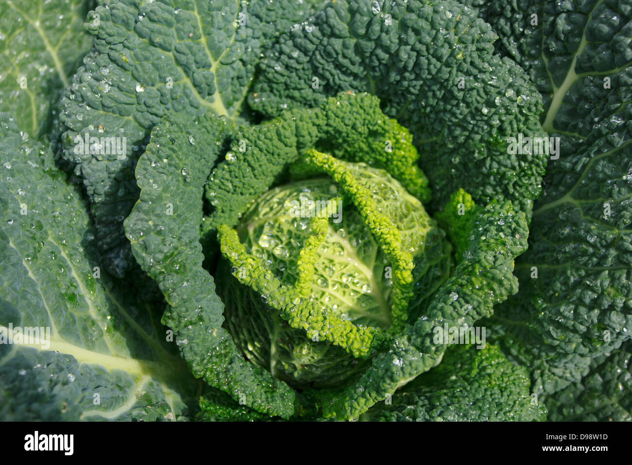 A closeup of the fresh vegetable Cabbage. Stock Photo