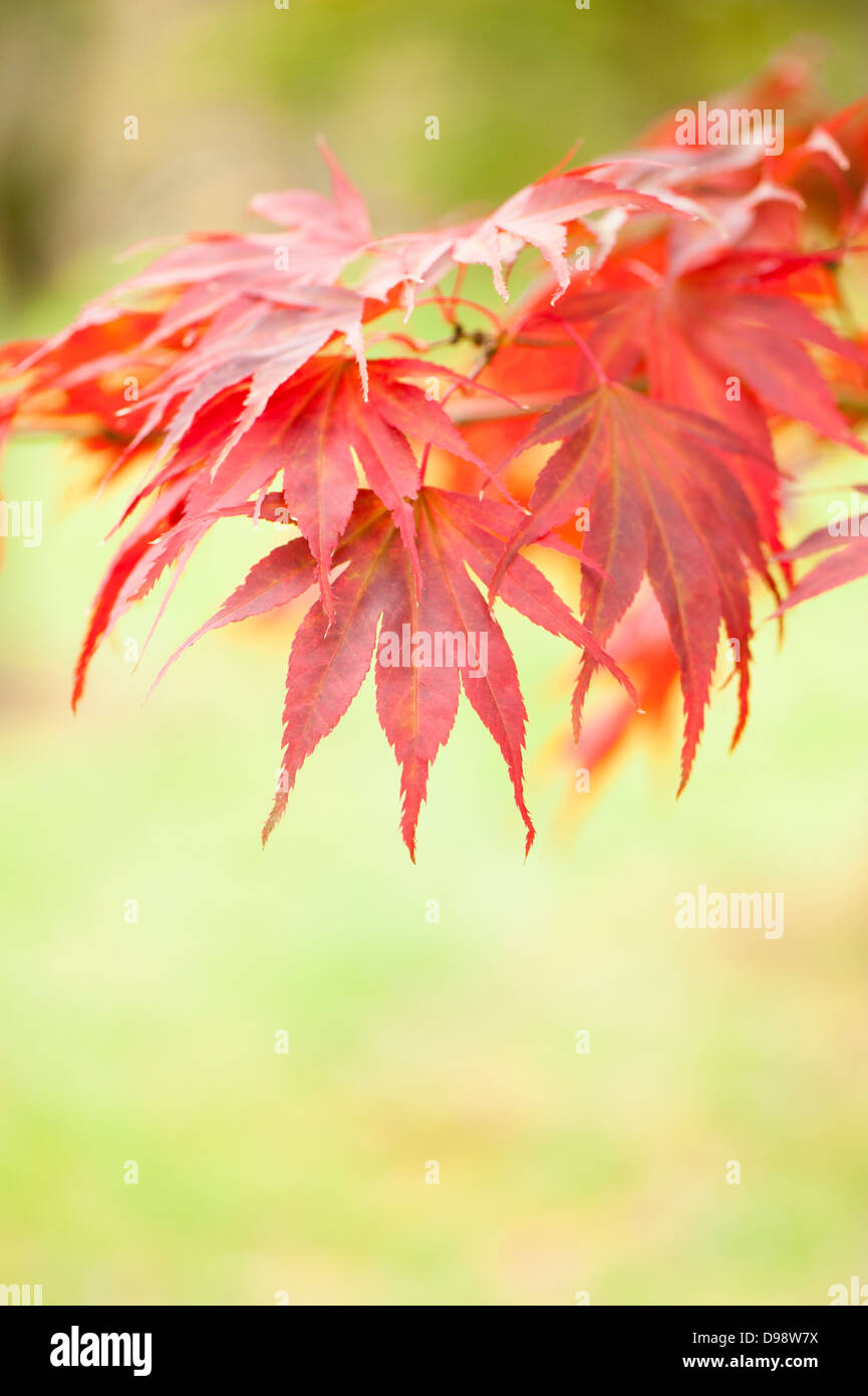 Acer palmatum 'Momiji Gawa', Japanese Maple, in autumn Stock Photo