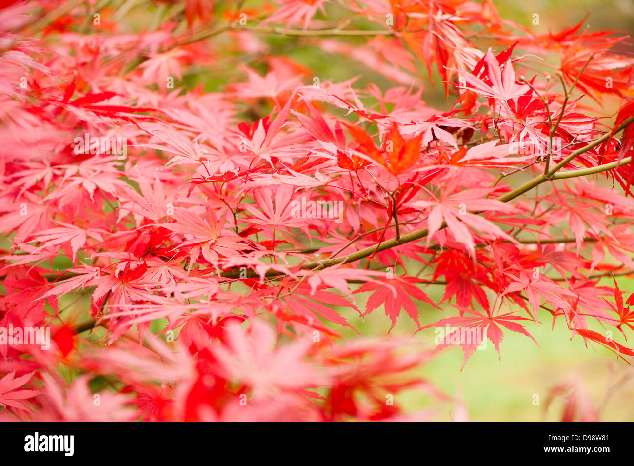 acer palmatum suminagashi japanese maple