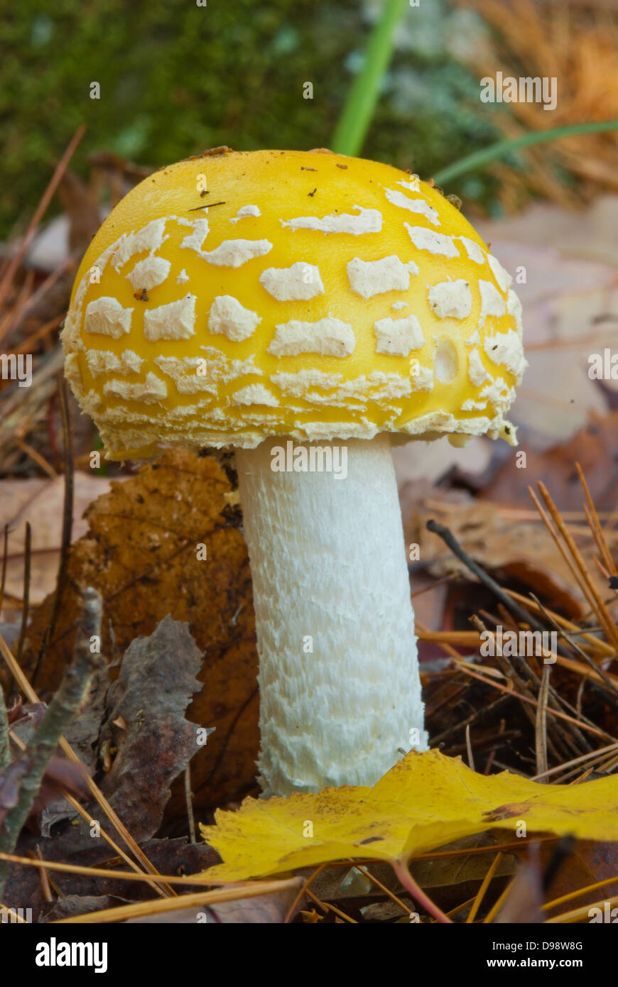 A single large yellow  fly agaric (Amanita muscaria) mushroom amongst leaves and pine needles Stock Photo