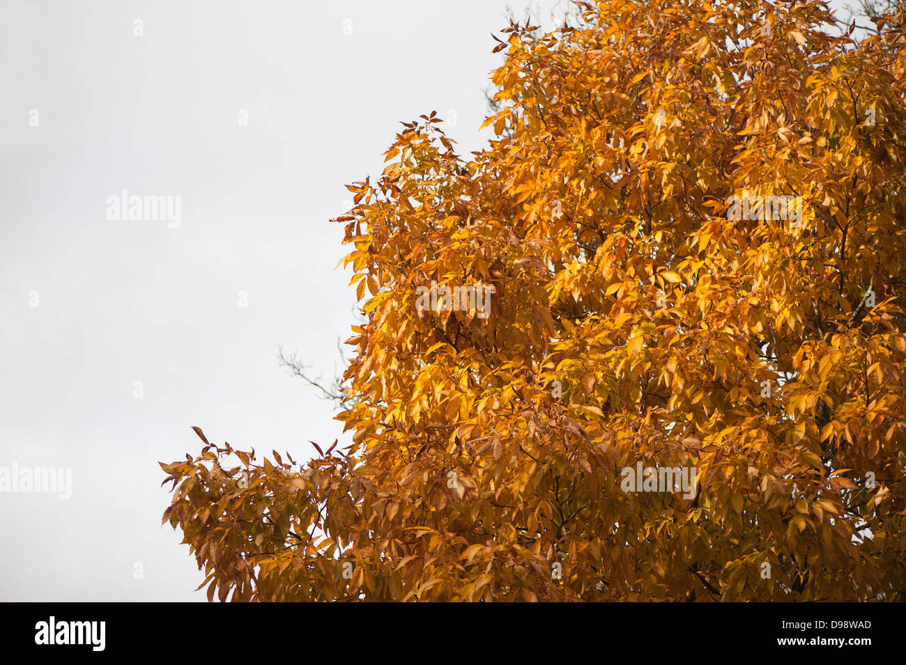 Carya ovata, Shagbark Hickory, in autumn Stock Photo