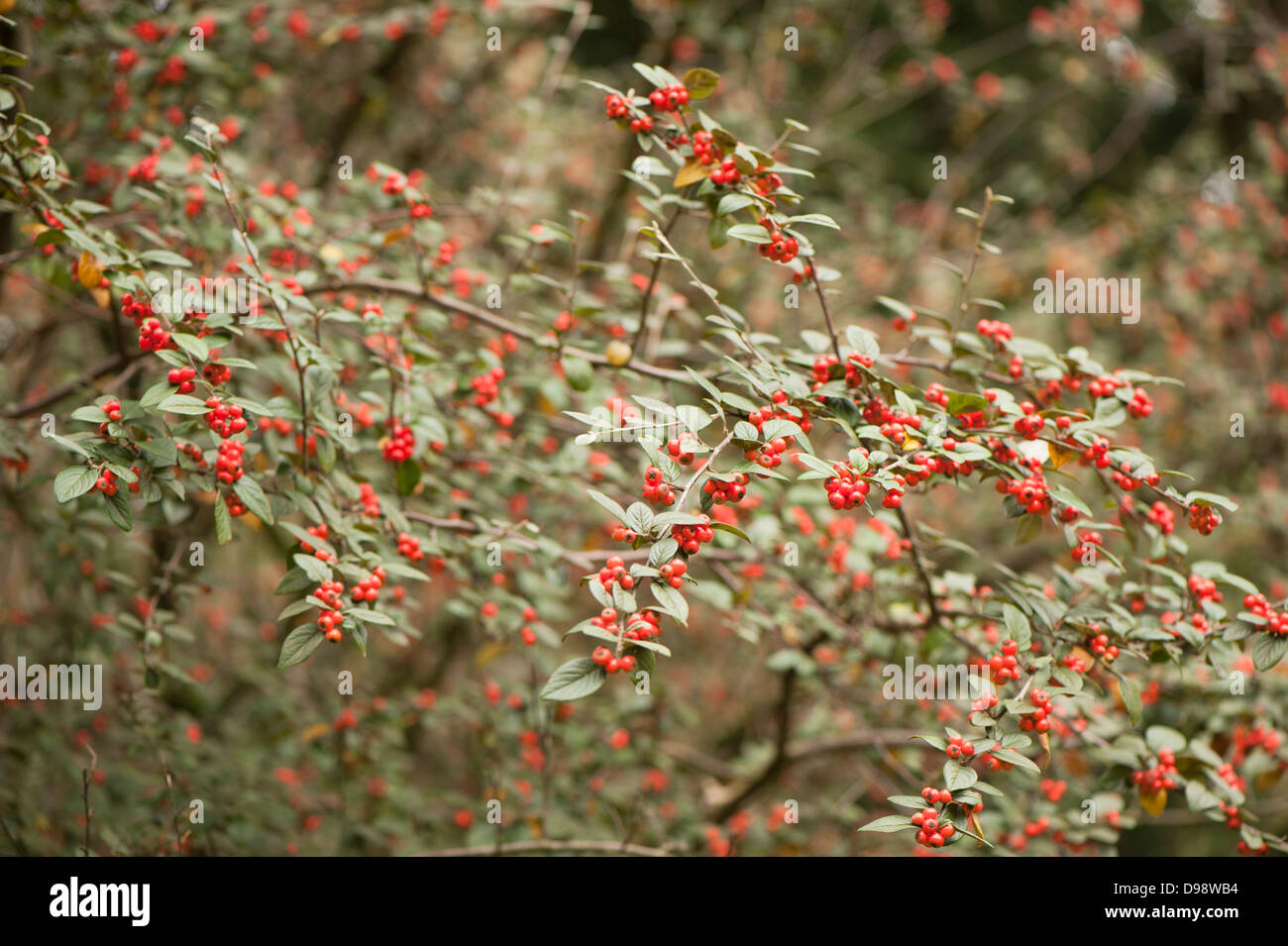 Cotoneaster wardii, Ward’s Cotoneaster, in autumn Stock Photo