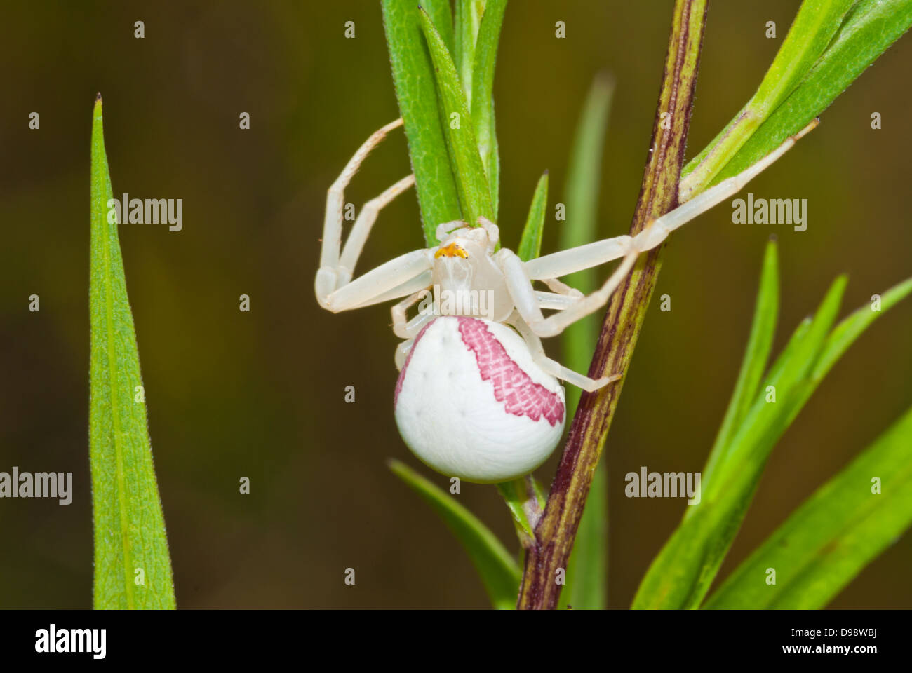 Closeup of a goldenrod crab spider (Misumena vatia) with pink body stripes in a hunting pose on vegetation Stock Photo