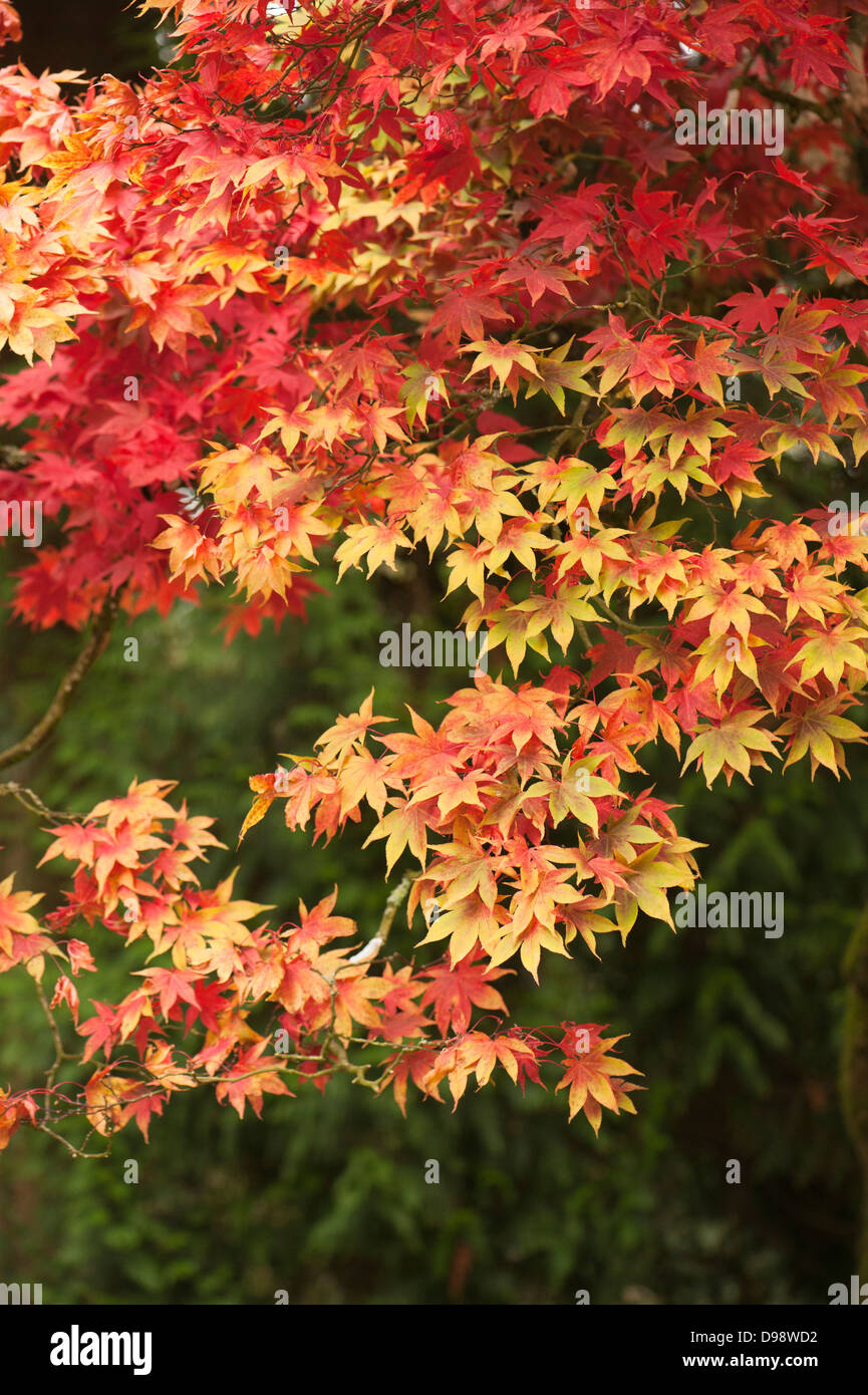 Acer palmatum 'Heptalobum', Japanese Maple, in autumn Stock Photo