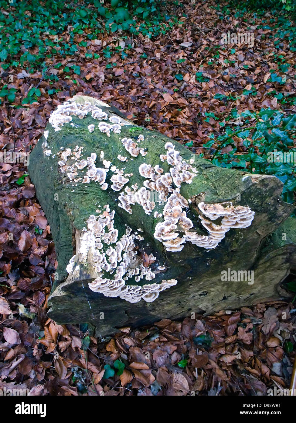 Fungus growth on a roptting log of timber in woodland Stock Photo