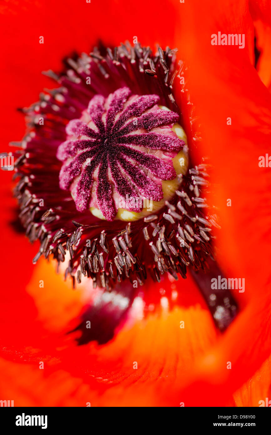 Red Oriental Poppy's (Papaver orientalis) seed head Stock Photo Alamy