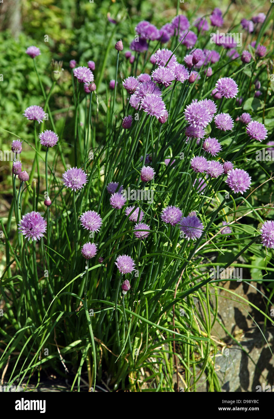 Chives, culinary and medicinal herb Stock Photo