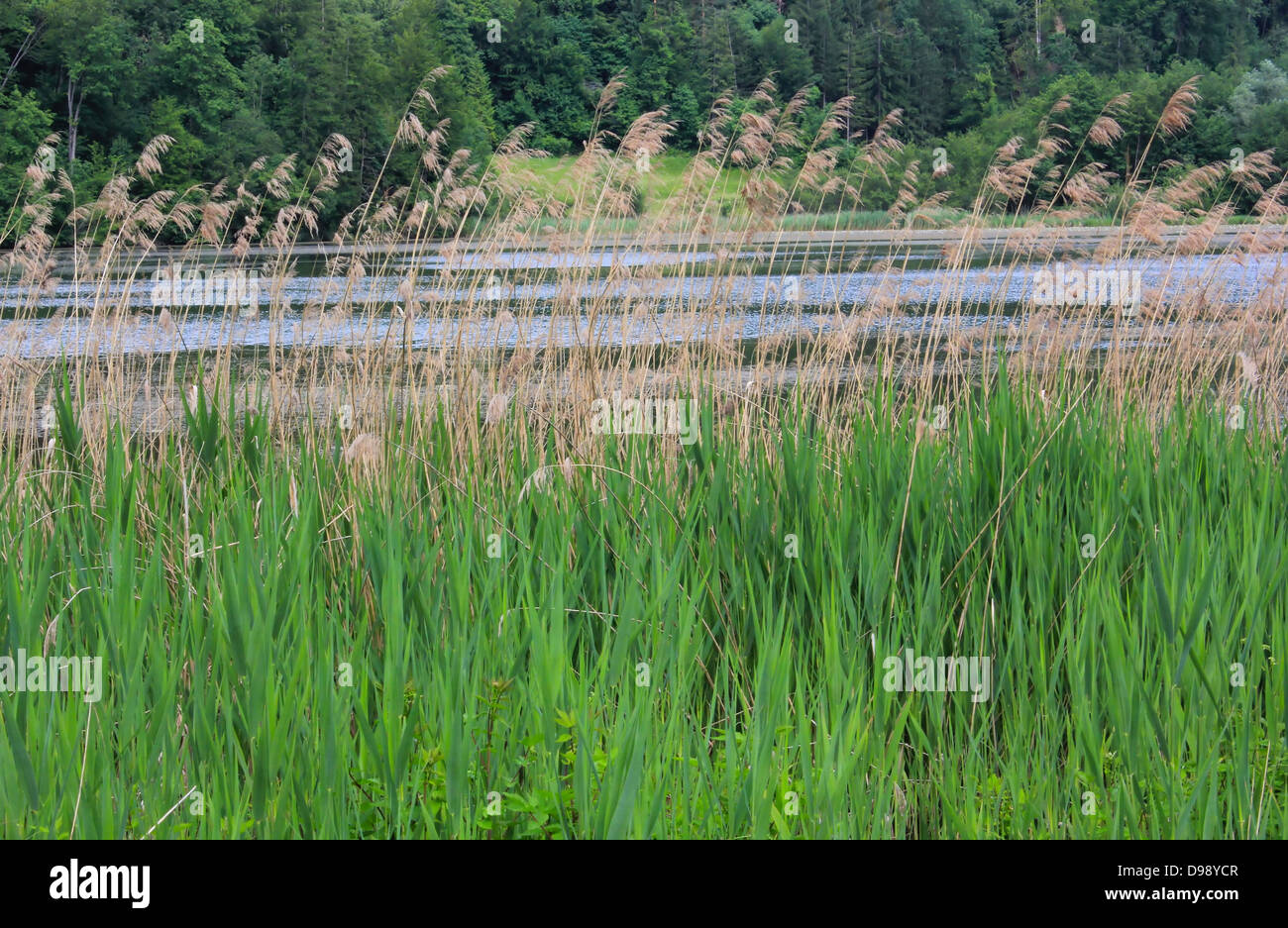 High grass meadow and water - swampy landscape Stock Photo