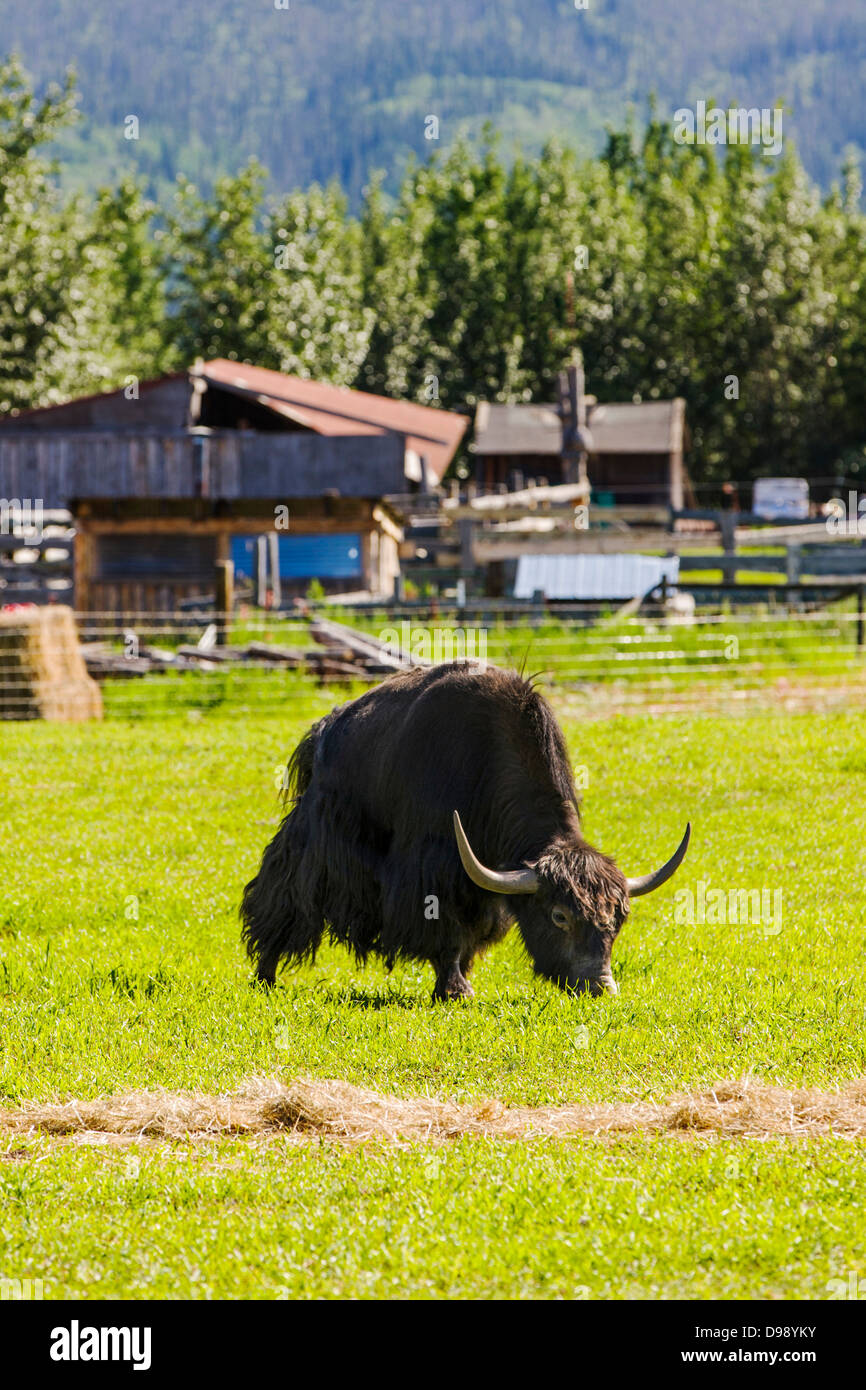 Circle F Ranch, Tibetan Yak farm, Edgartown Highway, Lower Tonsina; Alaska, USA Stock Photo