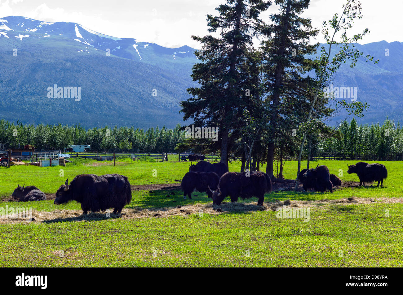 Circle F Ranch, Tibetan Yak farm, Edgartown Highway, Lower Tonsina; Alaska, USA Stock Photo