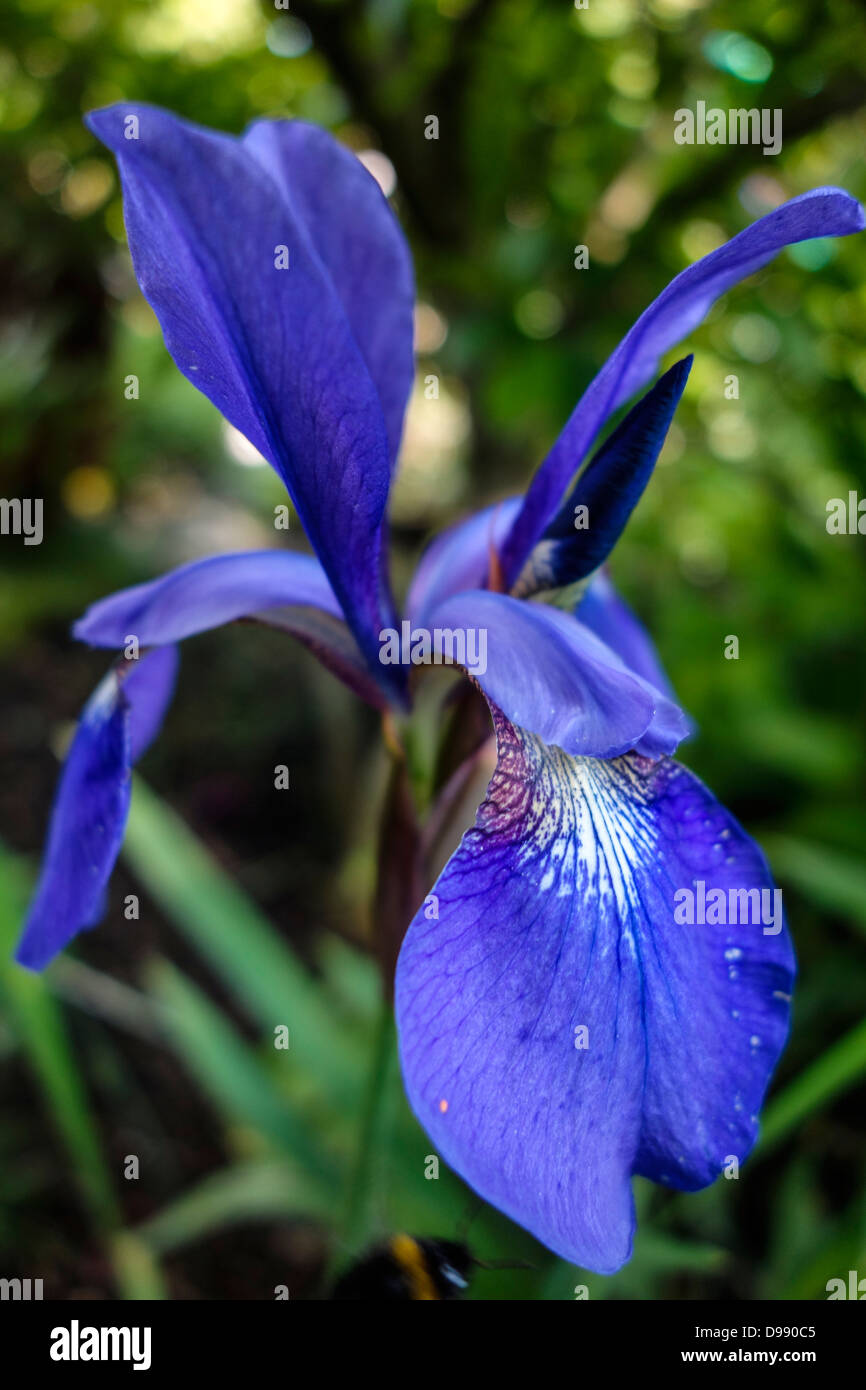 Blue Flower Siberian Iris (Iris sibirica) Stock Photo