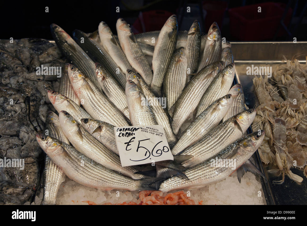 Fish for sale at the daily Rialto Fish Market in Venice, Italy Stock