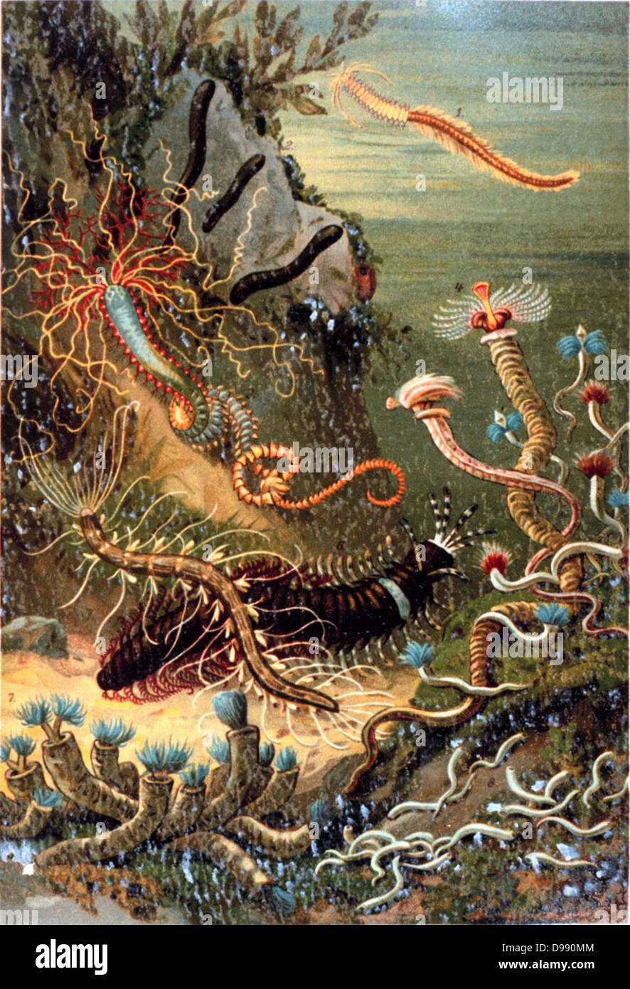 Borstenwurmer des Meeres. A variety of marine worms. In: 'Das Meer' by Matthias Jacob Schleiden, 1804-1881. 1888. Stock Photo