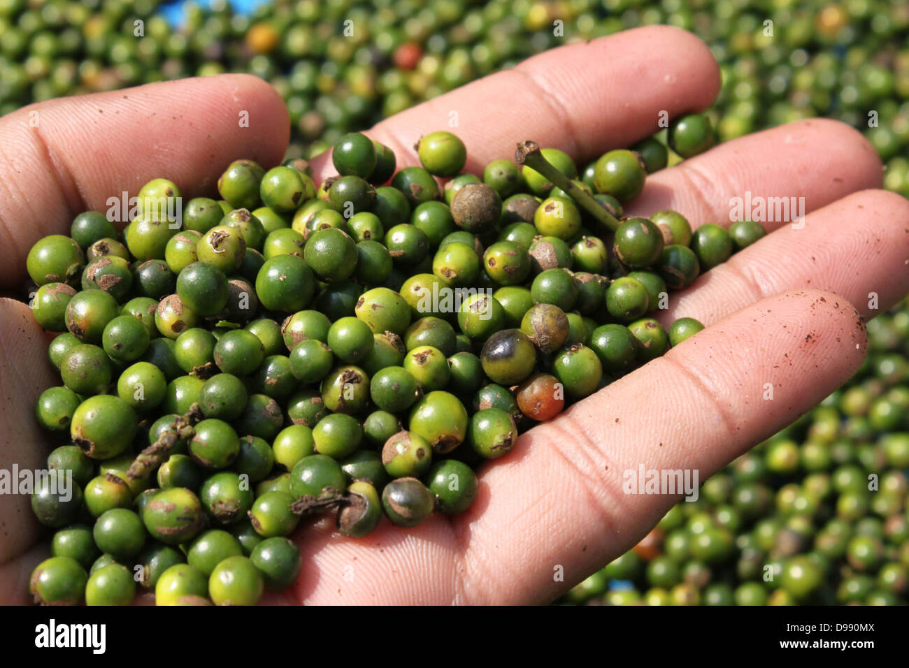 Unripe drupes of black pepper held on hand Kerala India Stock Photo