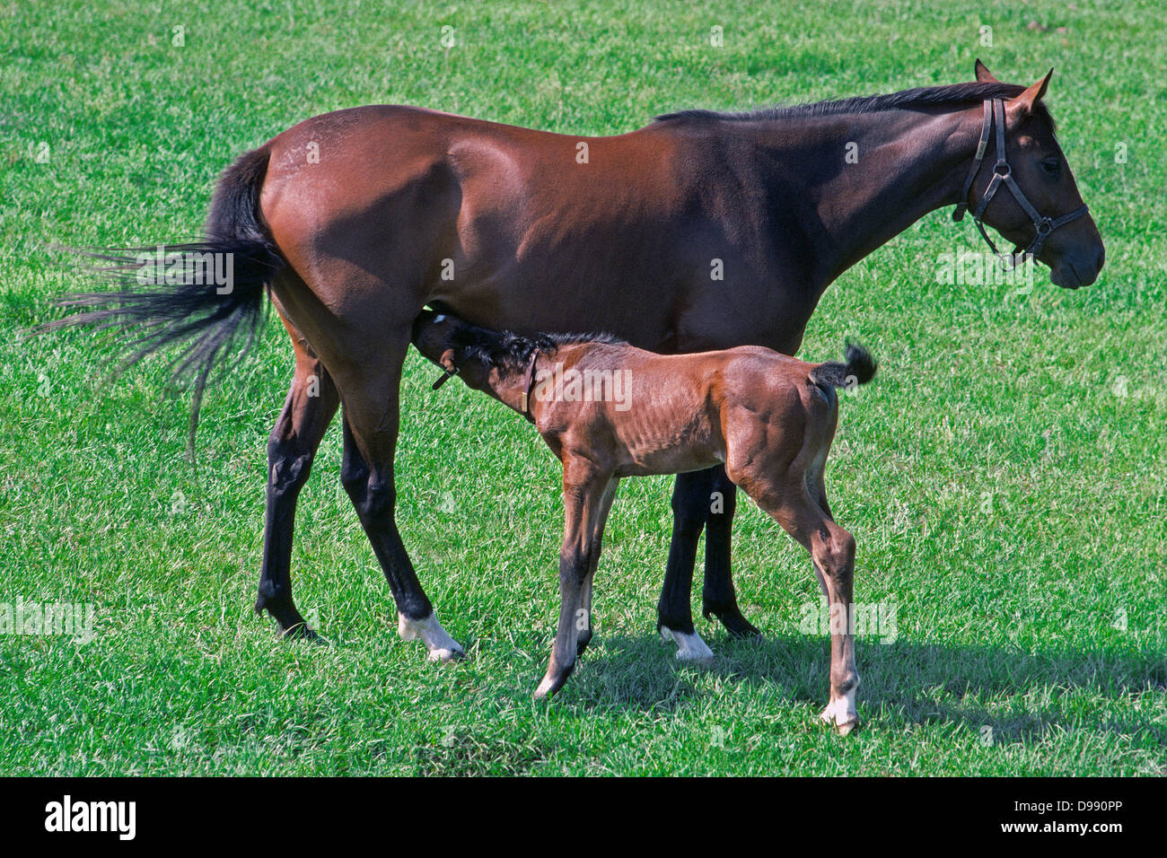 Mother and baby horse hi-res stock photography and images - Alamy
