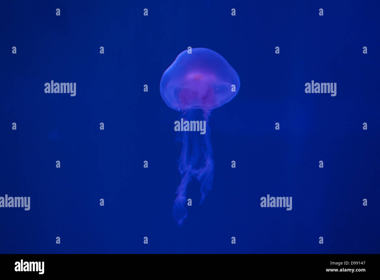 Gleaming Fish Psychedelic colourful fish hi-res stock photography and images - Alamy