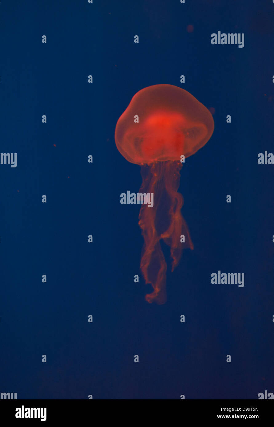 Illuminated colour jellyfish - gleaming Stock Photo