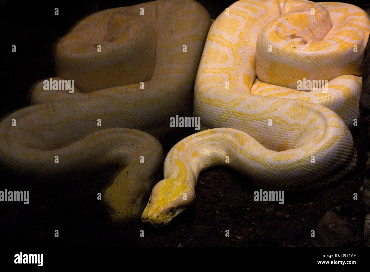 Large yellow snake python hi-res stock photography and images - Alamy