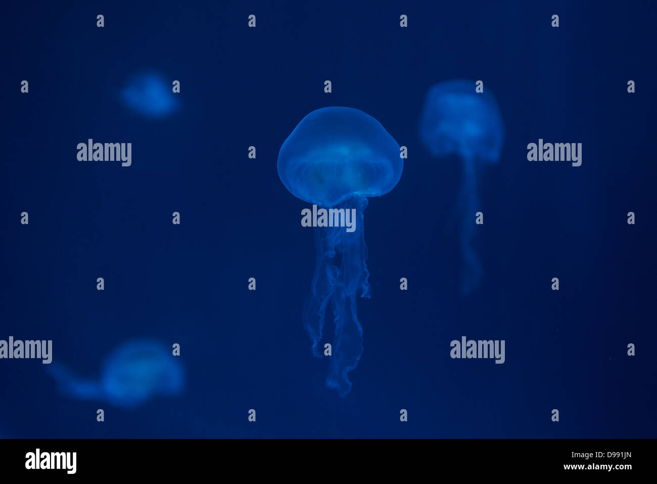 Illuminated colour jellyfish - gleaming Stock Photo