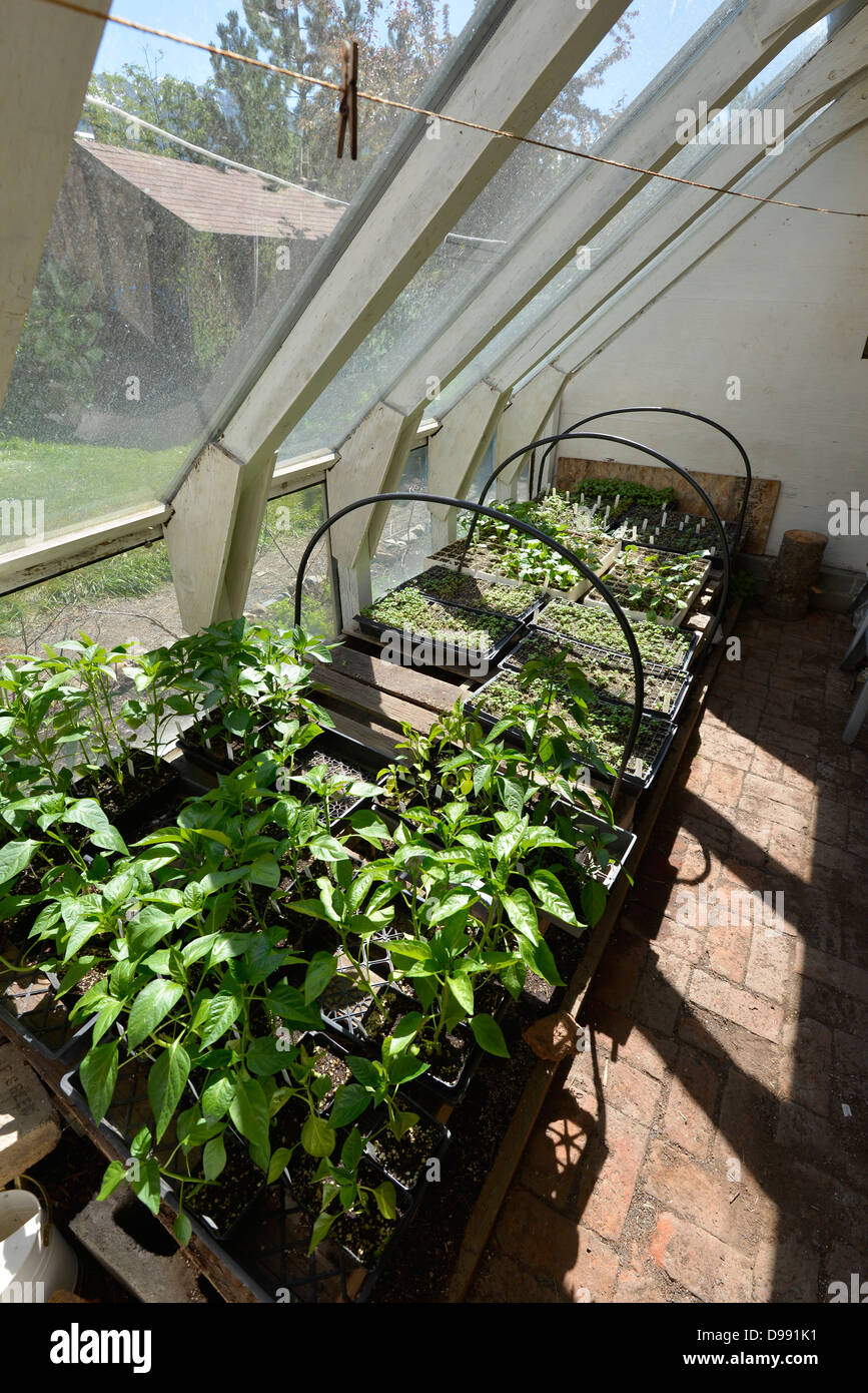 Trays of plant starts in a small greenhouse in Joseph, Oregon. Stock Photo