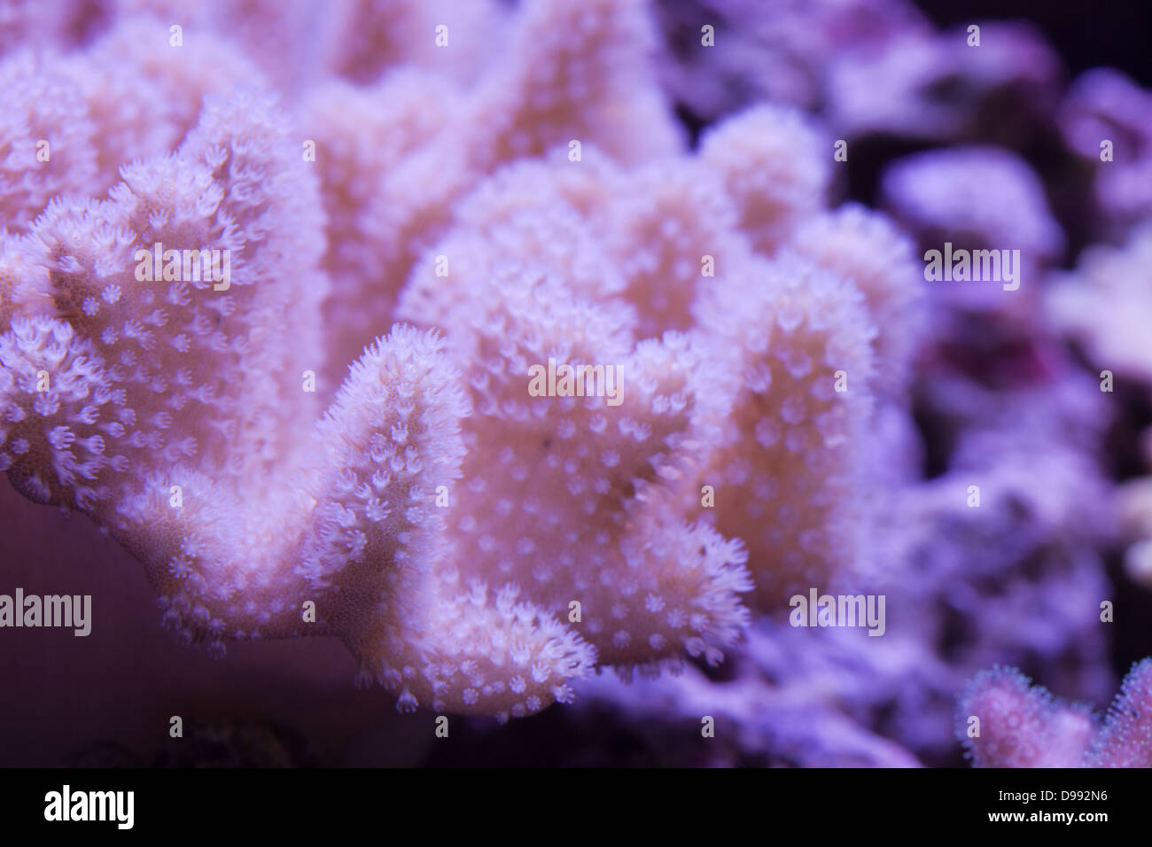 Leather coral. Stock Photo