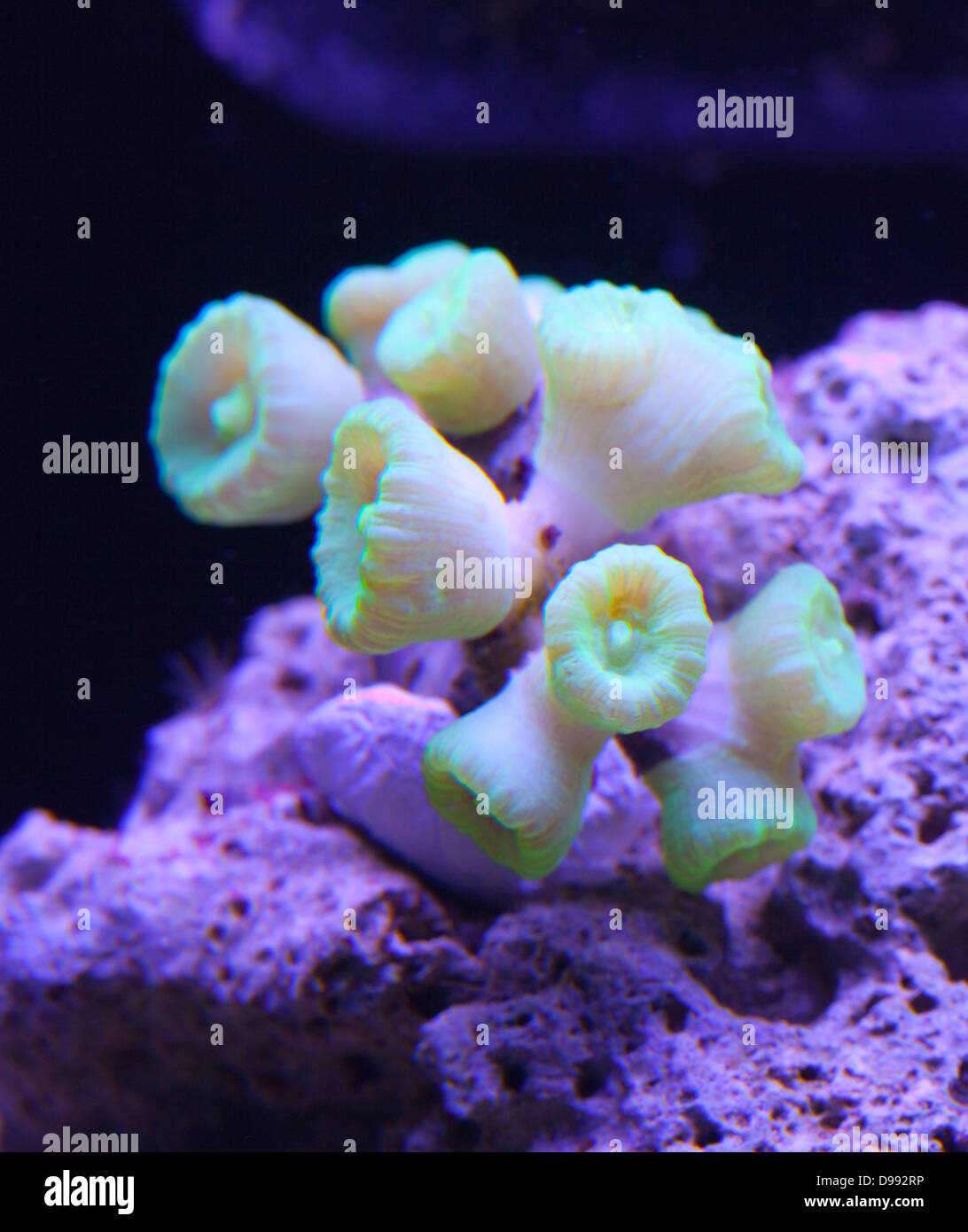 Candy cane coral Stock Photo Alamy