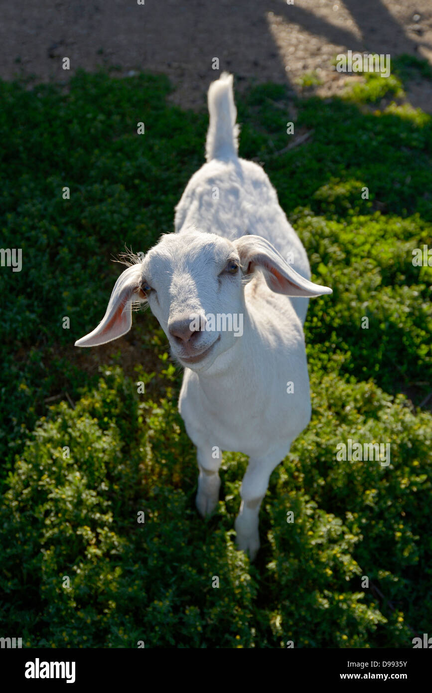 Baby goat farm oregon hires stock photography and images Alamy