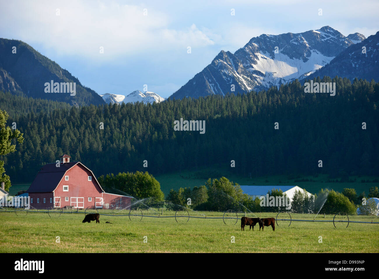 Cows grazing on a farm in the Wallowa Valley, Oregon. Stock Photo