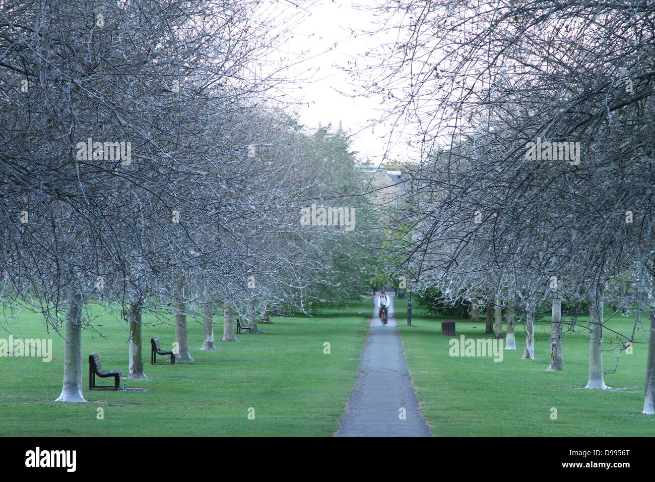 Cambridge, UK. 14th June 2013. This avenue of trees on Jesus Green in Cambridge, Cambridgeshire, is covered with the cobweb-like nests of bird cherry ermine moth caterpillars. The larvae make communal nests/webs for protection, before feasting on the leaves of the tree. Pic: Paul Marriott Photography/Alamy Live News Stock Photo