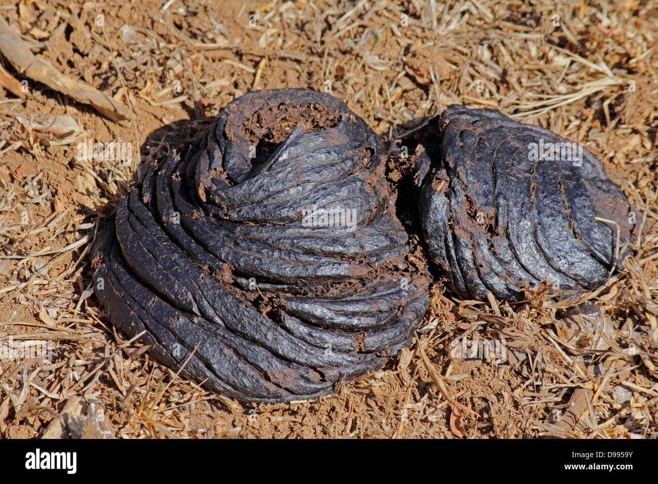 Cow Manure cow-manure