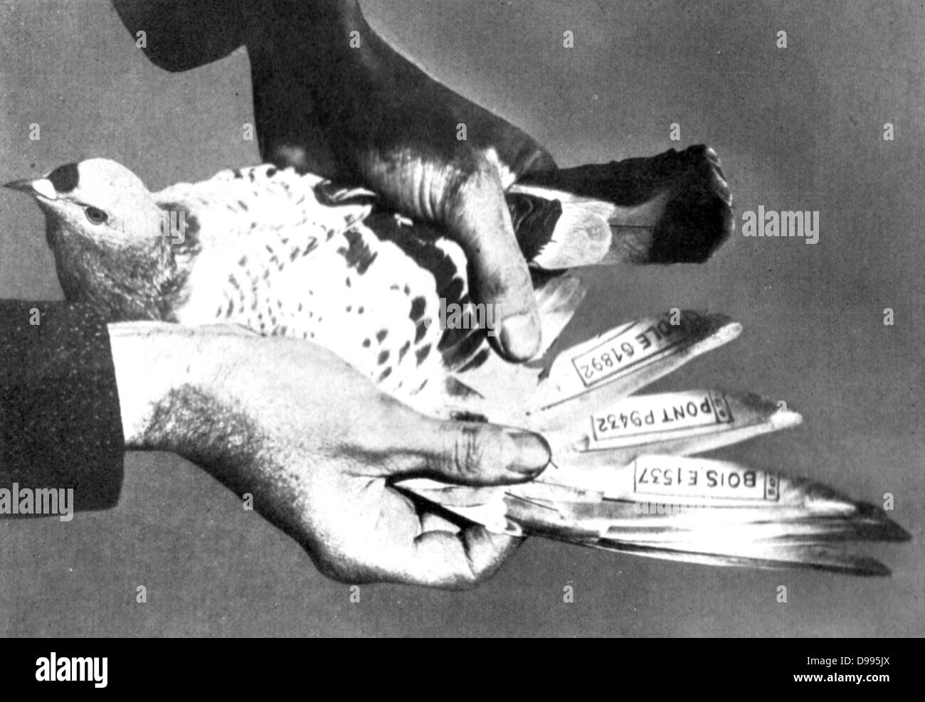 A Belgian carrier pigeon, wing extended to show code messages attached to the feathers. Stock Photo