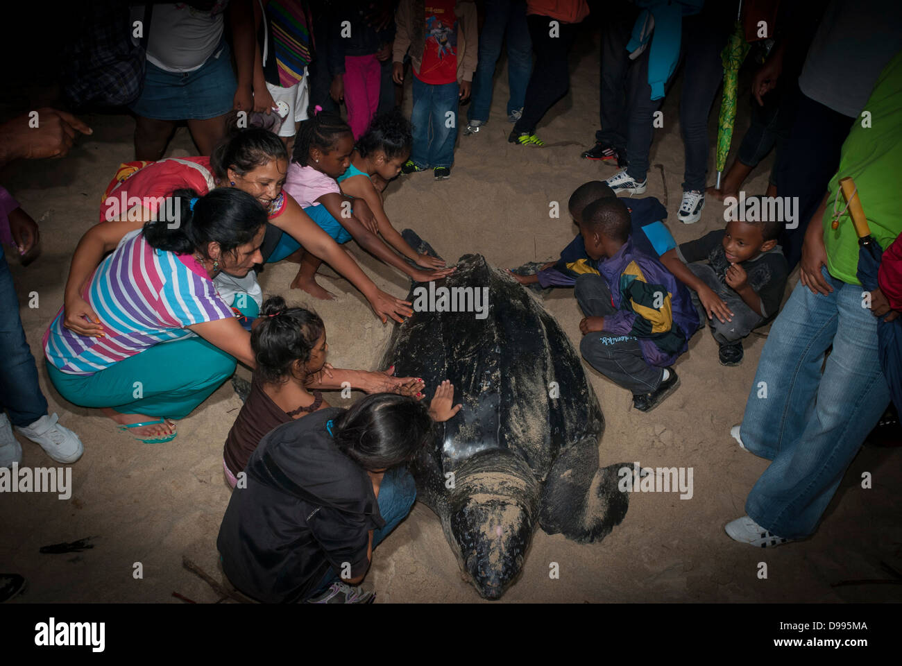 Children pet a leatherback turtle while she lays eggs. Stock Photo