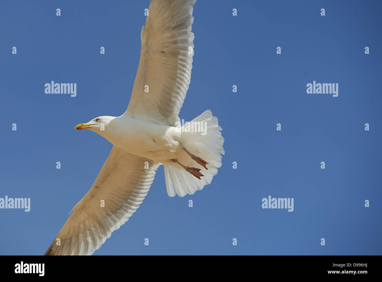 European herring gull (Larus argentatus), Scheveningen, Netherlands, Europe Stock Photo