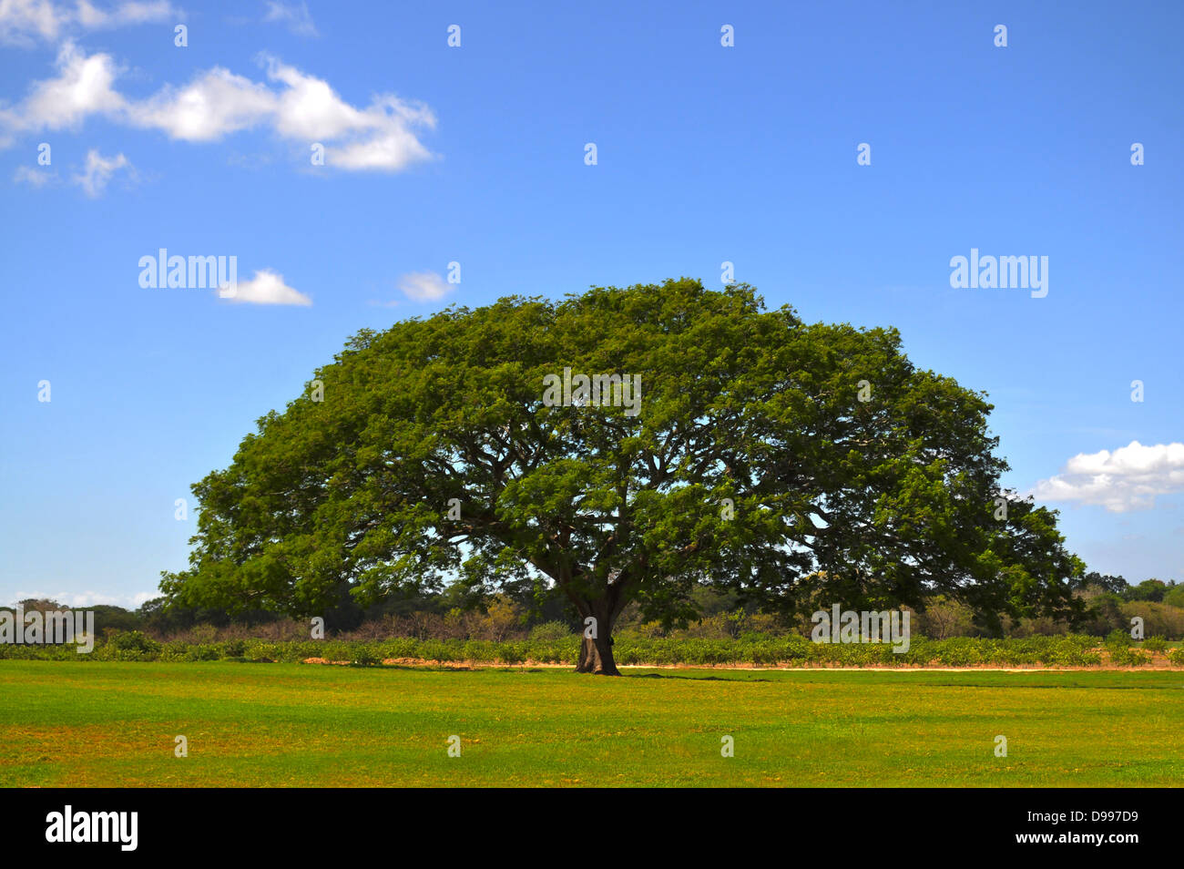 Huge tree in the middle of a green field Stock Photo